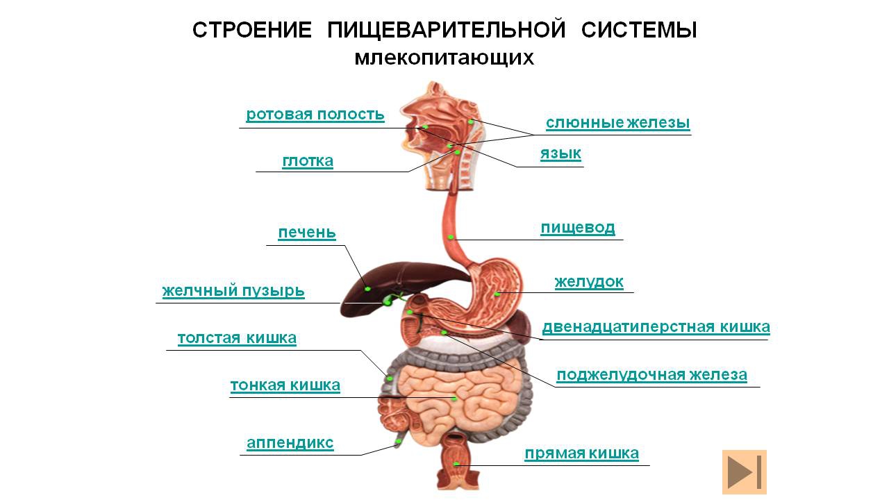 Органы желудок кишечник печень. Системы органов человека пищеварительная система. Пищеварительная система человека схема. Строение пищеварительной системы человека схема. Структура и функции пищеварительного тракта схема.
