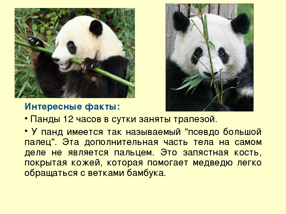 За поведением панды во время кормления. Интересные факты о пандах. Интересные факты о панде из красной книги. Интересные факты о пандах для детей. Интересные факты о большой панде.