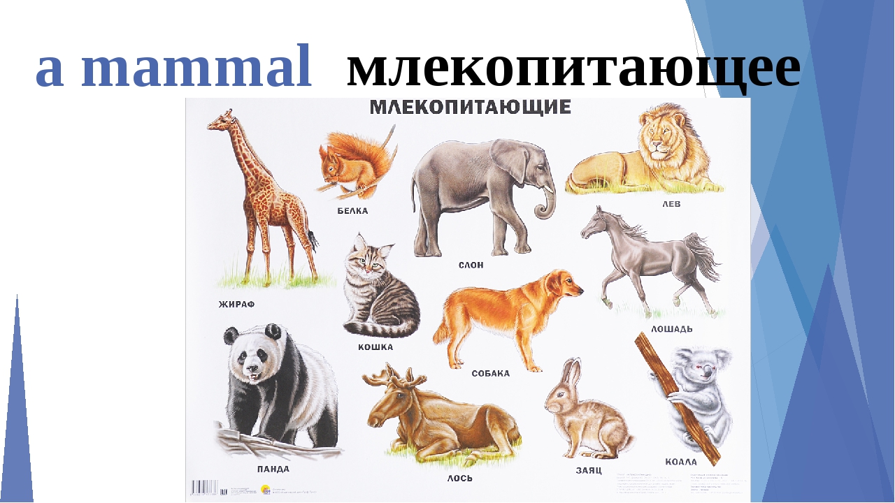 Млекопитающие являются одним из классов животных. Млекопитающие звери. Виды животных названия. Млекопитающие список. Класс млекопитающие животные.