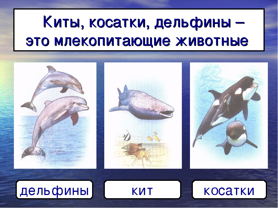 Дельфин относится к группе животных. Дельфины это рыбы или млекопитающие. Дельфины относятся к классу. Какой класс животных у дельфины. Дельфины млекопитающие животные.