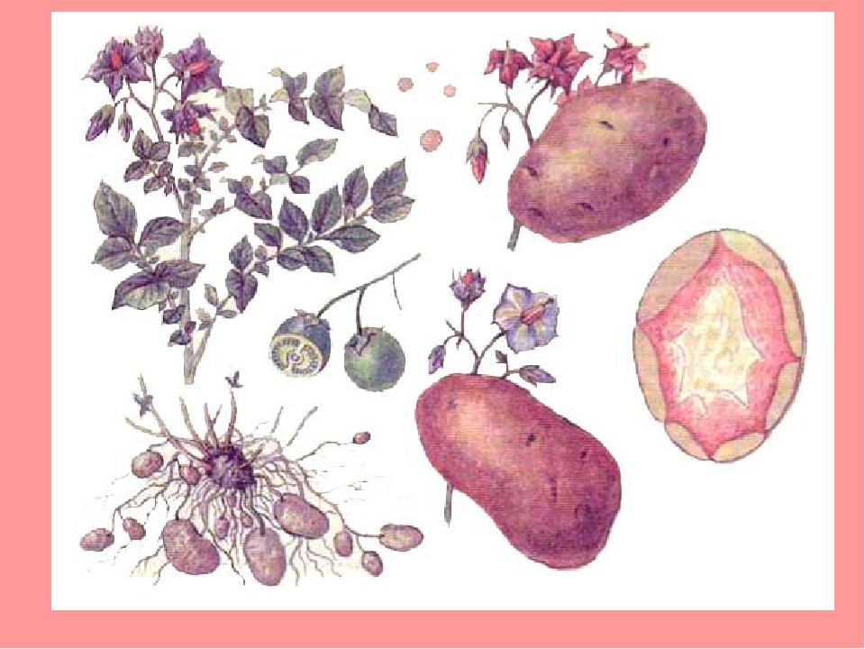 Клубень картофеля на раннем этапе своего развития. Семенные клубни картофеля. Плод пасленовых картофель. Плод картофеля в разрезе. Строение ягоды картошки.