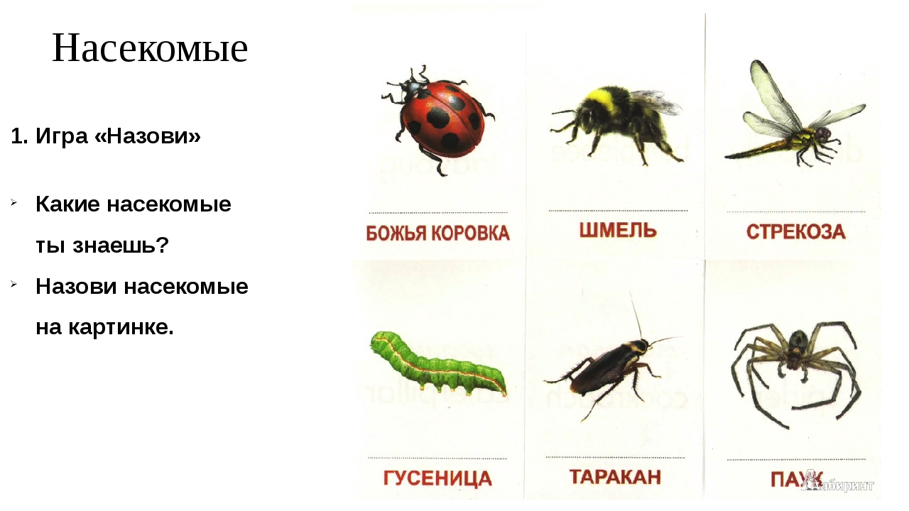 Насекомые названия. Карточки для детей. Насекомые. Насекомые с названиями для детей. Картинки насекомых с названиями. Насекомые карточки с названиями.