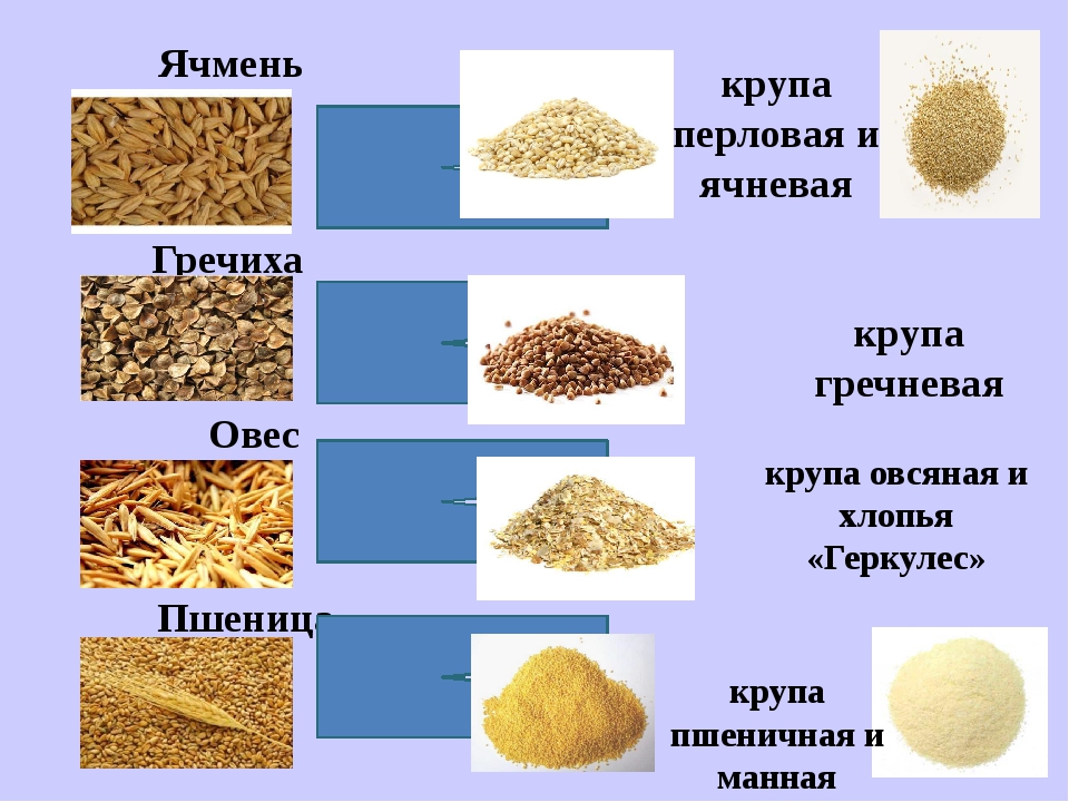 Виды каш с картинками