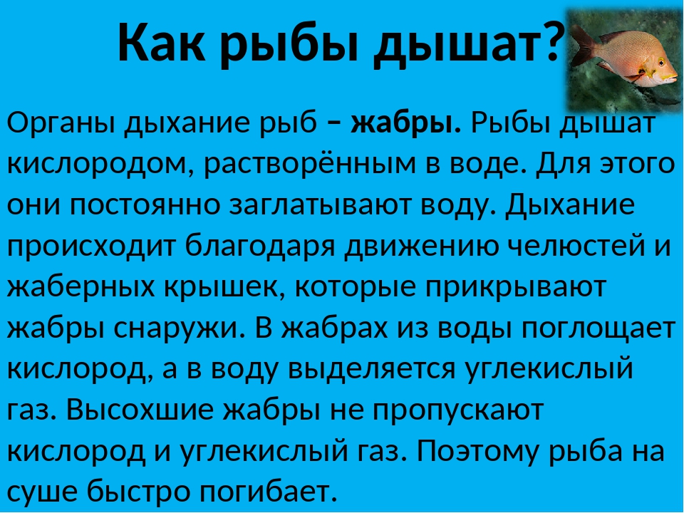 Как рыба в воде значение. Как дышат рыбы. Рыбы дышат кислородом. Как дышит рыба в воде. Как дышит рыба в воде для детей.