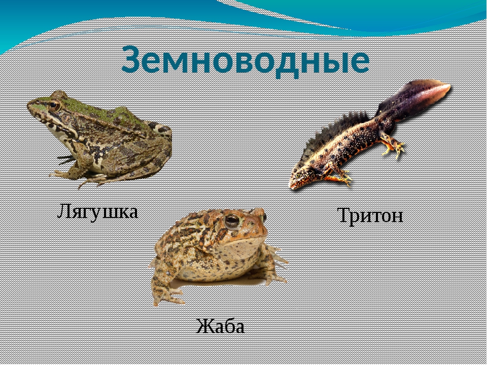 Три примера животных относящихся к земноводным. Лягушки Жабы тритоны -это амфибии. Земноводных животных Тритон. Лягушка жаба Тритон это. Тритон это земноводное или пресмыкающееся.