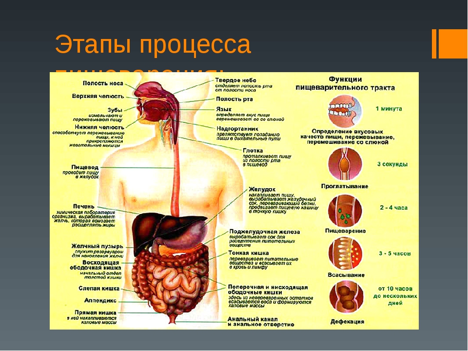 Основная функция внутренних органов. Органы пищеварительной системы человека 8 класс биология. Пищеварение строение пищеварительной системы. Пищеварительная система анатомия органов пищеварения. Строение желудочно-кишечного тракта.
