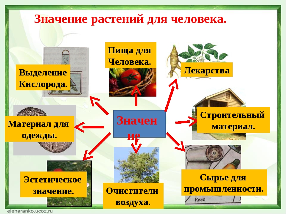 Тема значение растений. Значение растений. Значение растений в природе. Значение растений для человека. Важность растений для человека.