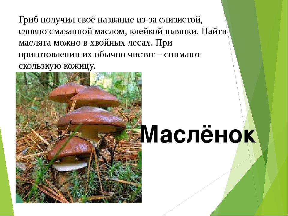 Почему грибы. Маслята грибы описание. Маслёнок гриб описание. Описание масленка гриба. Маслята презентация.