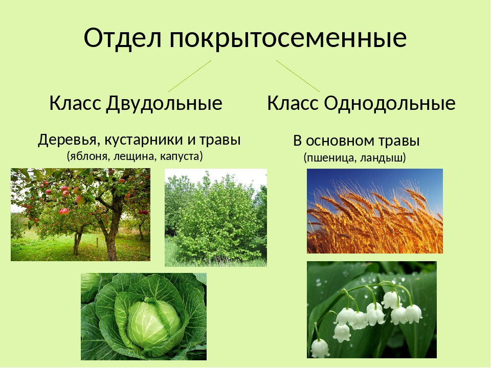 Виды классов растений. Кустарники травы Однодольные или двудольные. Отдел Покрытосеменные Однодольные и двудольные. Цветковые растения класс двудольные. Отдел Покрытосеменные цветковые таблица.