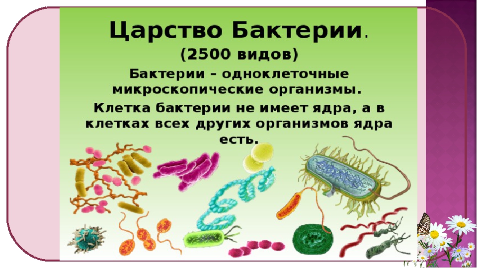 Презентация по биологии 5. Царство бактерий 5кл. Царство бактерий 6 класс биология. 5 Кл биология царство бактерий. Царство бактерий 5 класс биология.