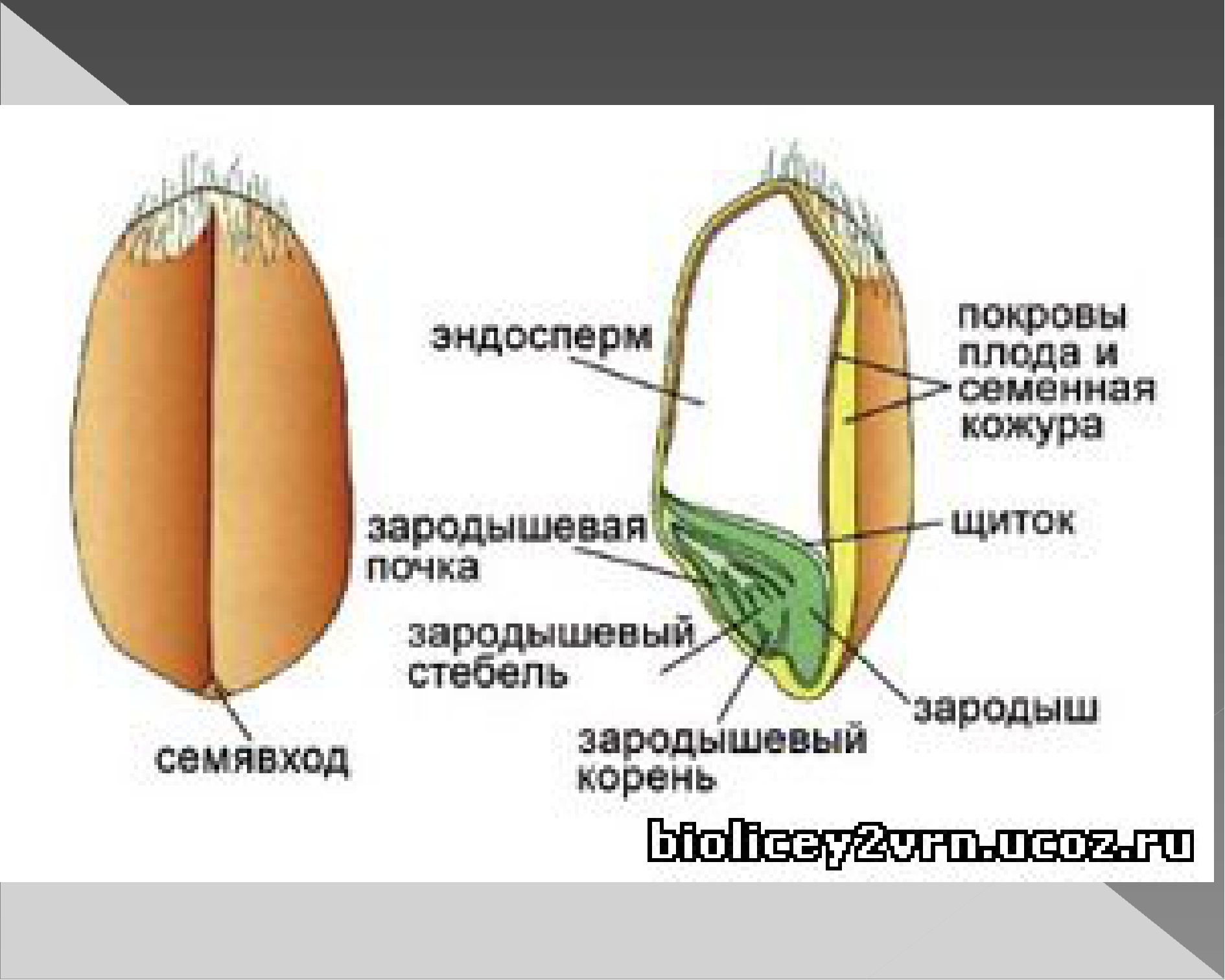 Плод зерновых