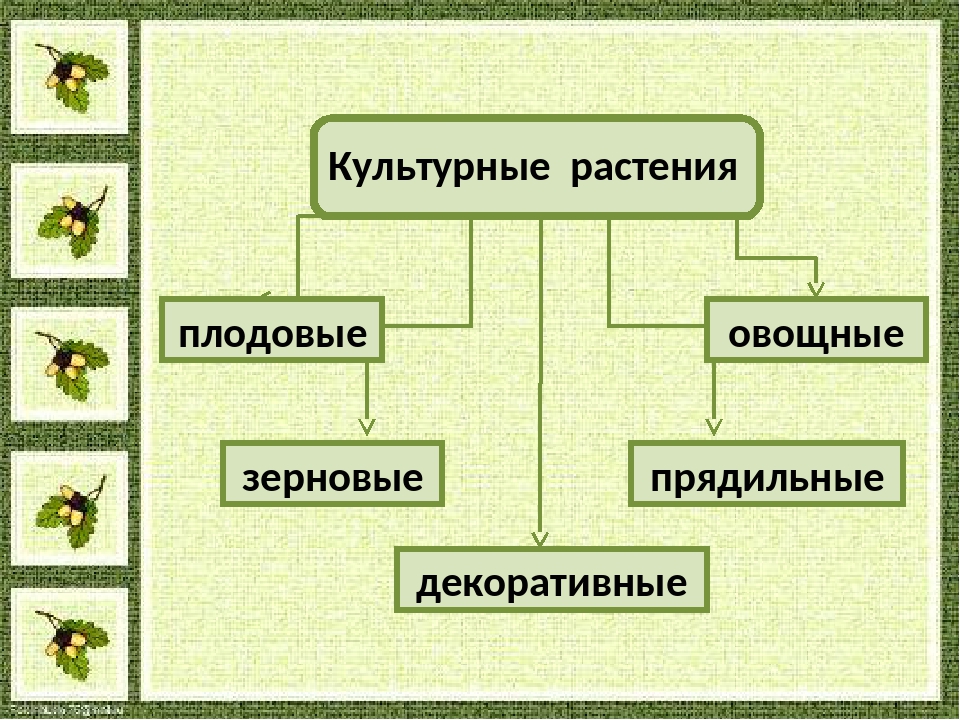 Зерновые овощные плодовые