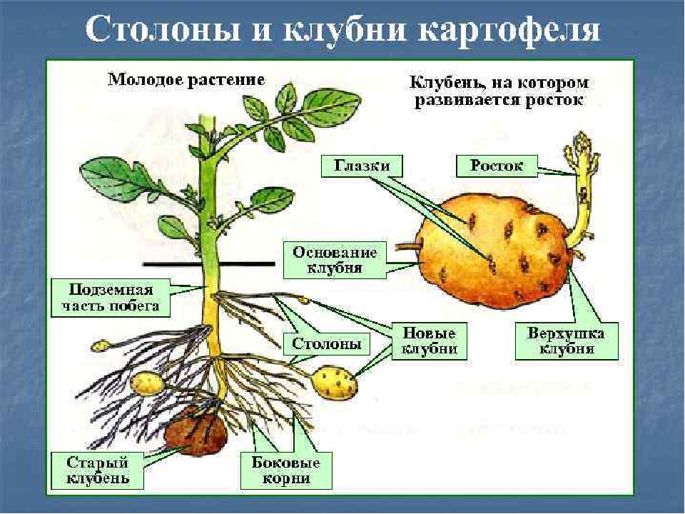 Какие отношения складываются между осотом и картофелем