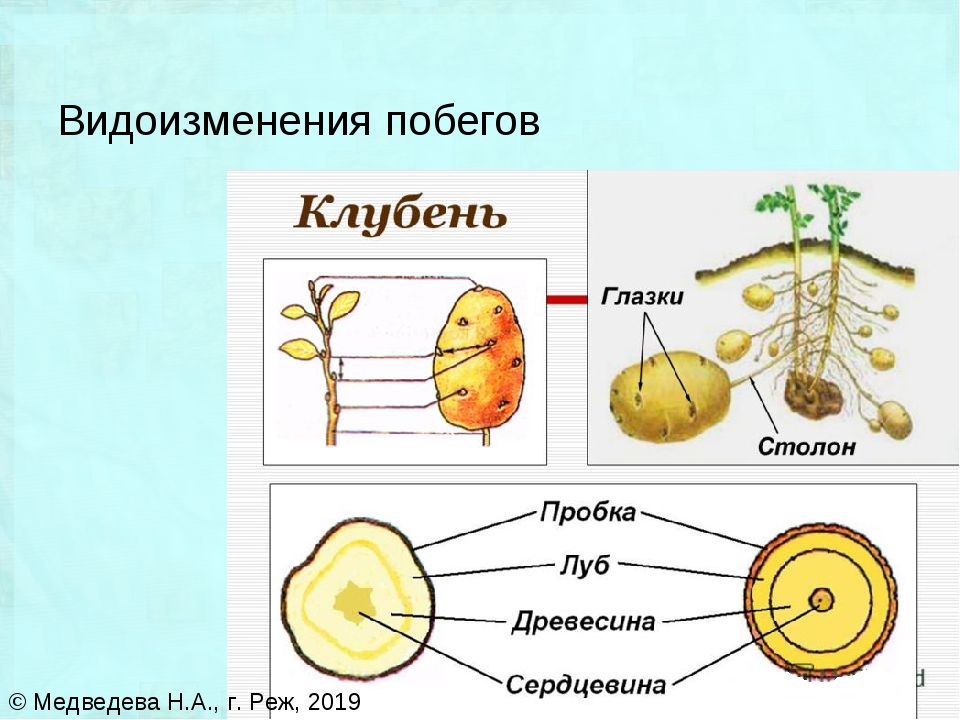 Картофель схема растения