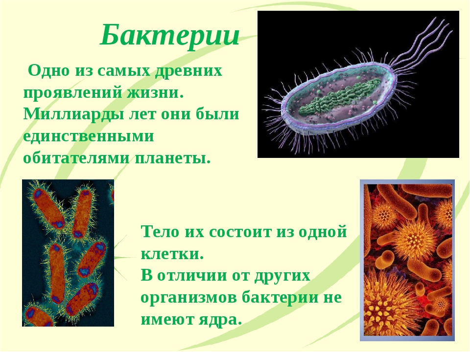 Бактерии какие организмы. Бактерии это группа микроорганизмов состоящих из одной клетки. Бактерии самые древние обитатели нашей планеты. Бактерии самые древние организмы. Бактерия состоит из 1 клетки.