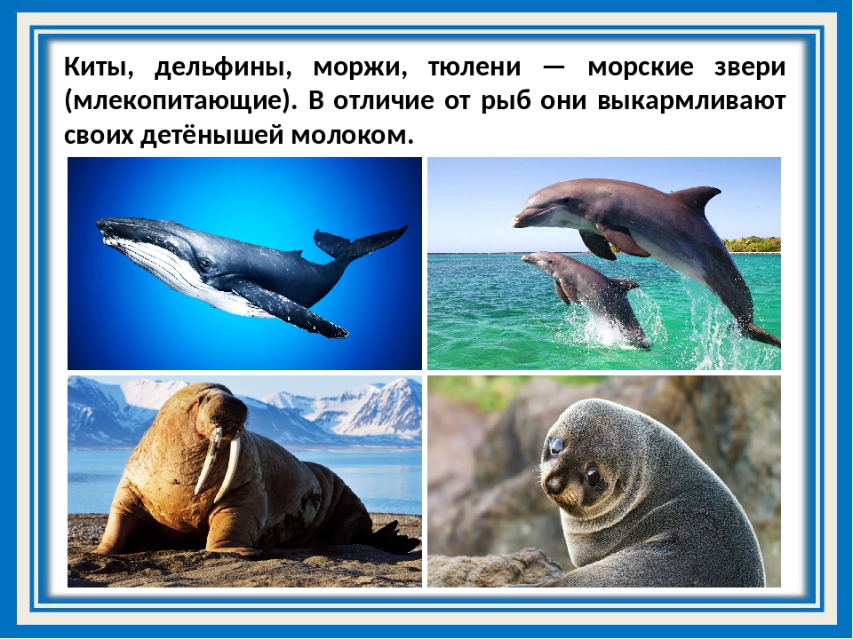 Сравните образ жизни тюленя и кита. Киты и тюлени. Почему Дельфин млекопитающее. Моржи и дельфины. Тюлень морж кит.