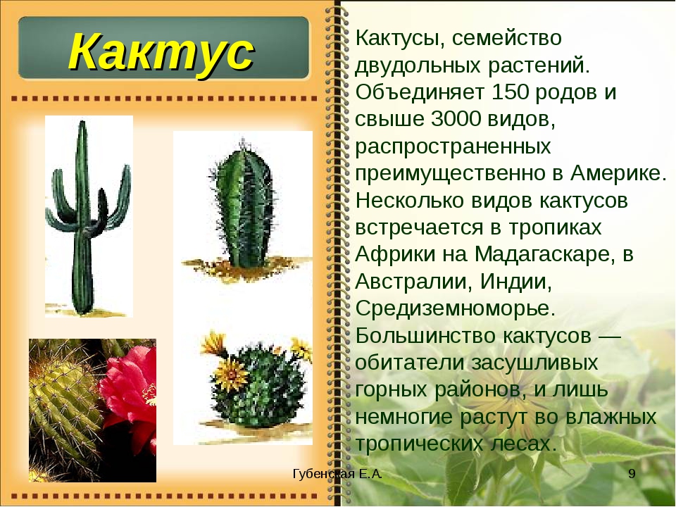 Проект про кактус