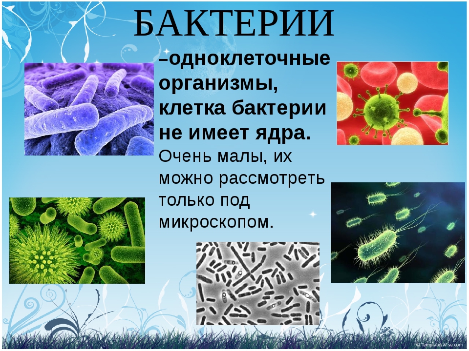 Проект по биологии бактерии