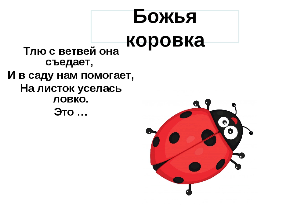 Божья коровка представитель отряда. Божья коровка вид снизу. Злая Божья коровка. Классификация Божьей коровки. Божья коровка в этом году.