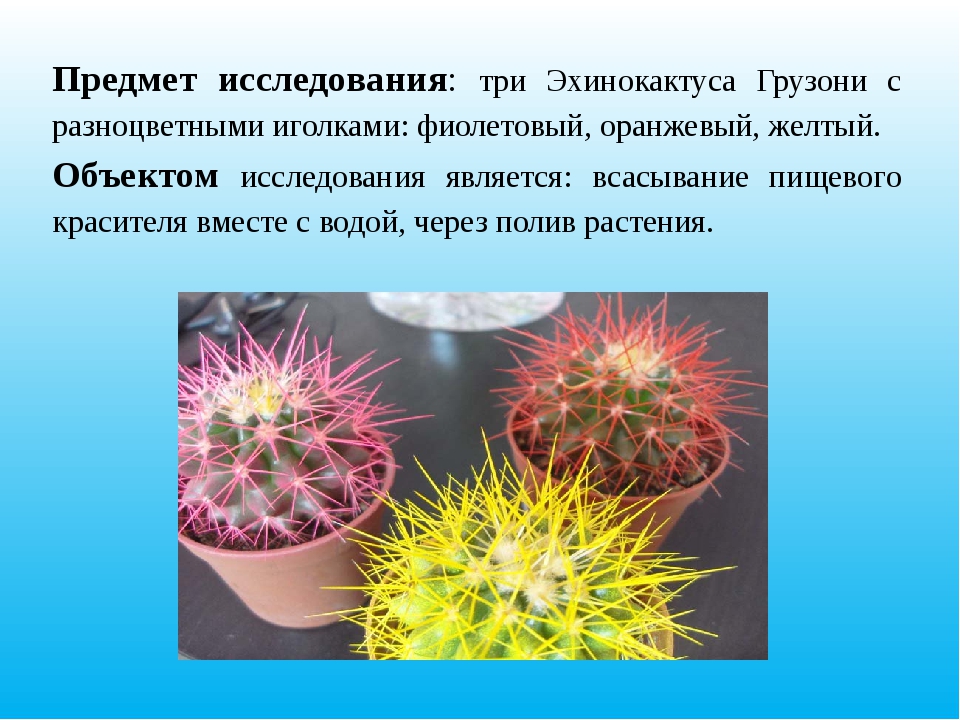 Кактус 2 класс окружающий мир. Интересные сведенье об Кактус. Исследовательская работа о кактусах. Кактус презентация 2 класс. Презентация кактусы 3 класс.