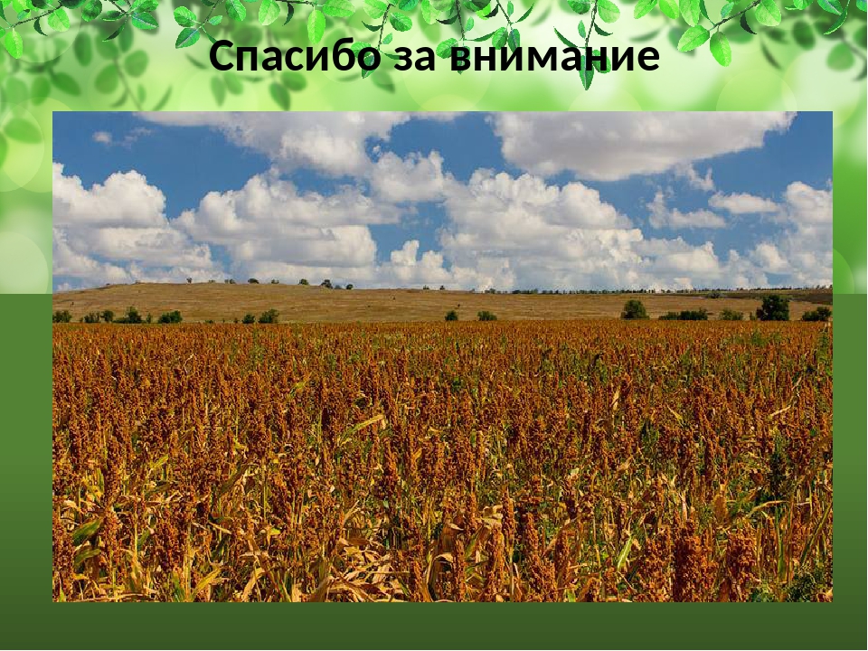 Как выглядит поле фото. Гречиха посевная крупа. Гречиха посевная зерновая культура. Поля гречихи Калининградская область. Поле спелая гречиха.