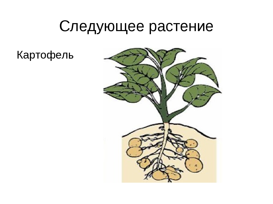 Следующие растения. Корневое строение картофеля. Корневая система картофеля схема. Картофель корень растения. Картофель вид корня.