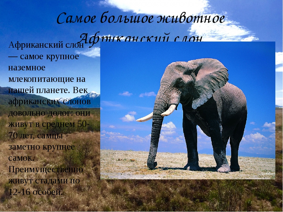 Слон рассказ окружающий мир. Слон краткая информация. Информация про африканского слона. Слон для презентации. Африканский слон доклад.