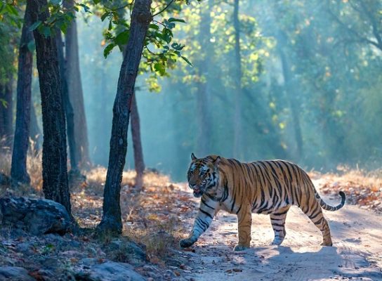 тигр в лесу