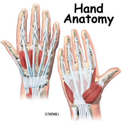 Hand Anatomy