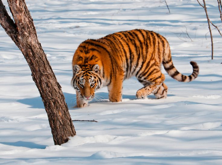 Размеры тигра