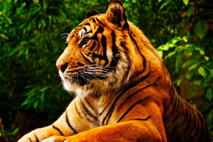 Сколько живут тигры