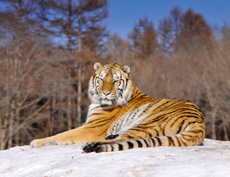 Сколько живет амурский тигр