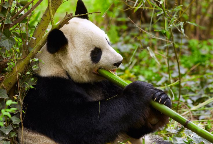 Рацион питания панды