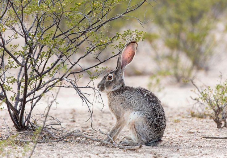 Популяция и статус вида