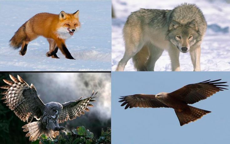 Природные враги