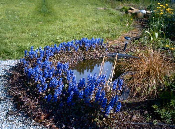 обитатели водоемов