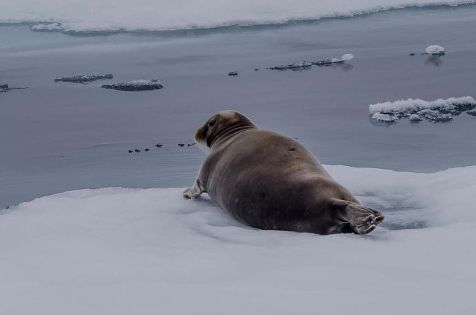 животные северного ледовитого океана