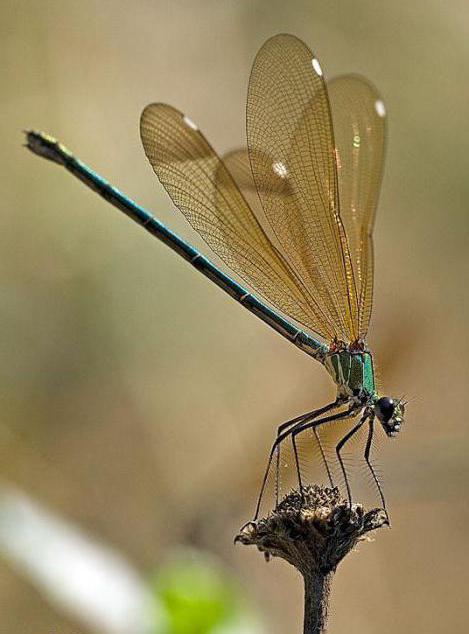 отряды насекомых бабочки равнокрылые двукрылые блохи