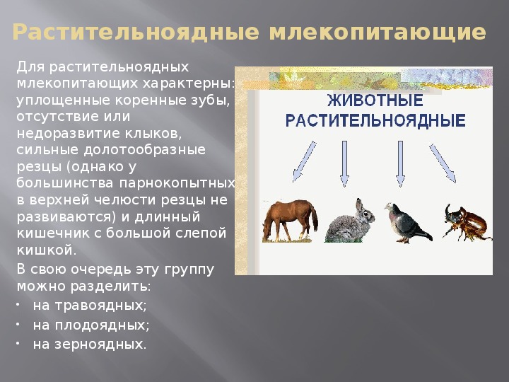 Какие особенности характерны для млекопитающих. Экологические группы млекопитающих 7 класс биология. Экологические группы млекопитающих схема. Растительноядные животные. Растительноядные млекопитающие.