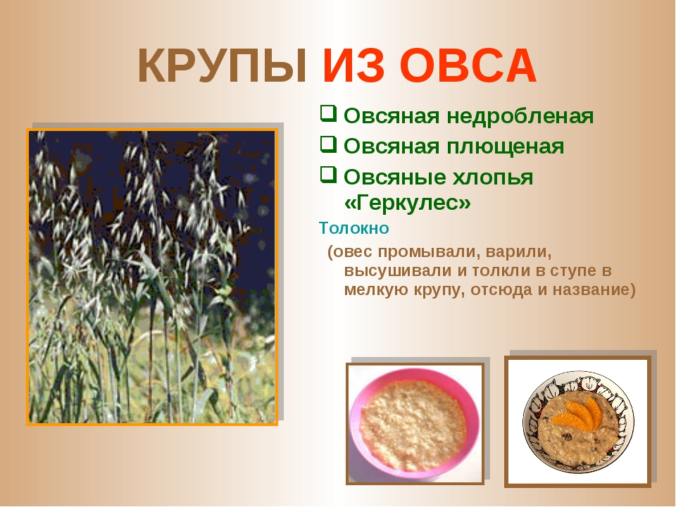 Какую кашу делают из зерновой культуры. Крупы из овса. Какую крупу получают из овса. Из овса вырабатывают крупы. Из чего получают овсяную крупу.