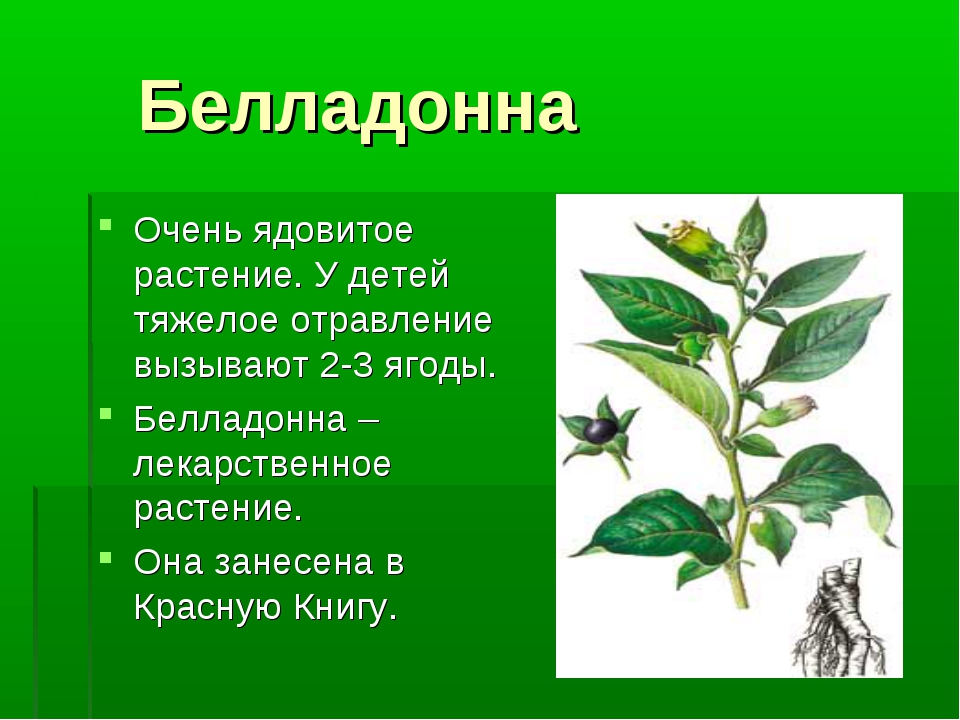 Ядовитые растения 4 класс окружающий. Красавка белладонна ядовитое растение. Ядовитые растения Краснодарского края белладонна. Ядовитые растения описание. Информация о едовитых растения.