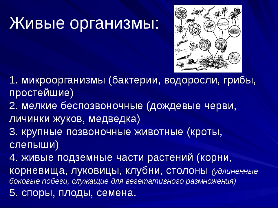 Определи организмы. Интересные факты о живых организмах. Доклад о любом живом организме. Сообщение о живом организме 5 класс. Роль живых организмов доклад.