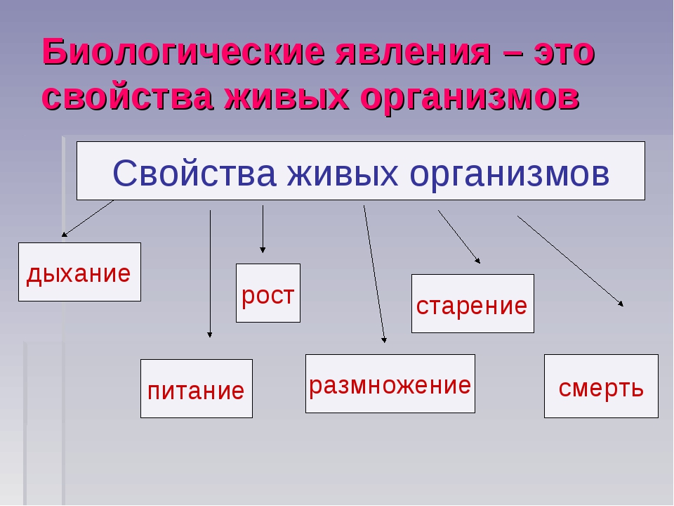 Явления жив. Биологические явления природы. Биологические явления примеры. Биологические процессы, явления, объекты. Явления в биологии.