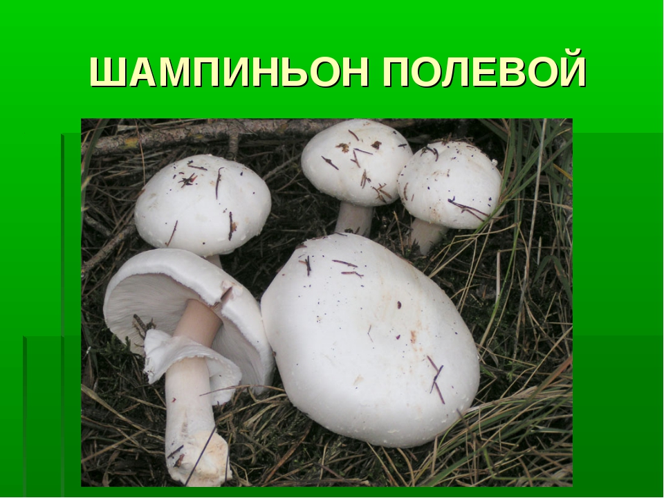 Гриб шампиньон описание. Шампиньон полевой Agaricus arvensis. Ложный Луговой шампиньон. Шампиньон полевой ложный. Печерица, Луговой шампиньон ложные.