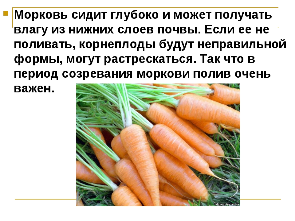 Как часто поливать морковь в открытом грунте. Морковь в открытом грунте. Полив моркови. Рост моркови. Полив моркови в открытом грунте.