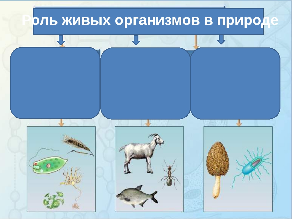 Тест 5 класс организмы тела живой природы. Роль живых организмов в природе. Значение живых организмов в природе. Роль живых организмов для человека. Живые организмы в жизни человека.