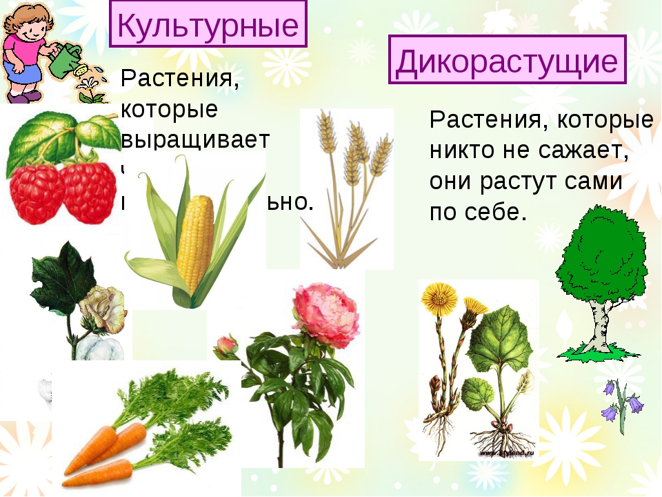 Определите к каким группам дикорастущих растений относятся представленные образцы технология 6 класс