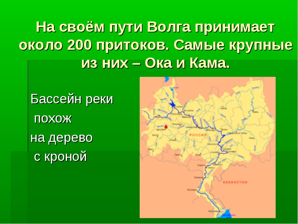 В какой части материка течет река волга. Река Волга притоки Ока и Кама. Притоки реки Волга. Крупнейшие притоки реки Волги на карте. Правый приток Волги.
