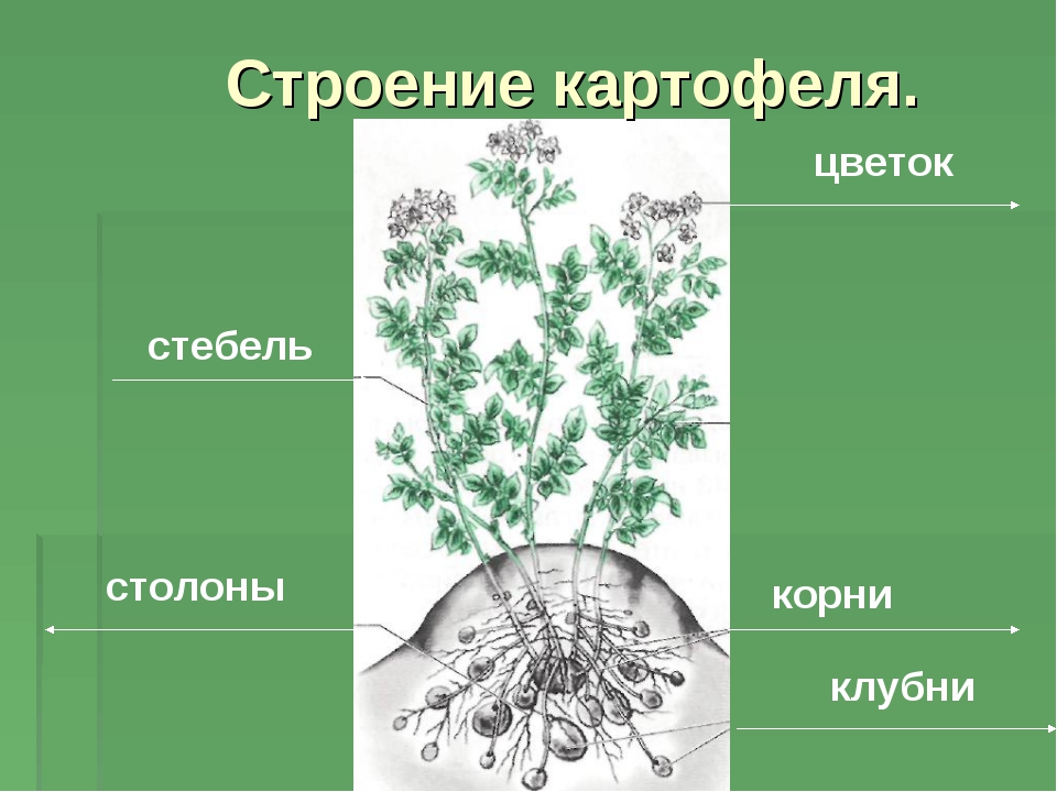 Строение растения картофель картинка