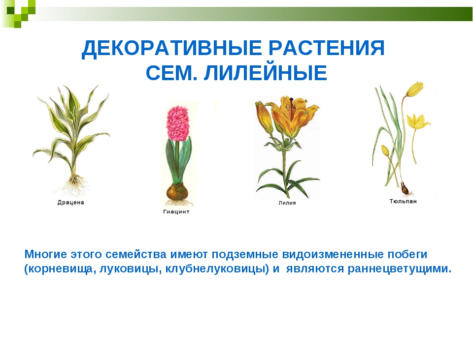 Растения семейства лилейные. Сорные растения семейства Лилейные. Декоративные растения семейства Лилейные. Дикорастущие Лилейные растения. Дикорастущие растения семейства лилейных.